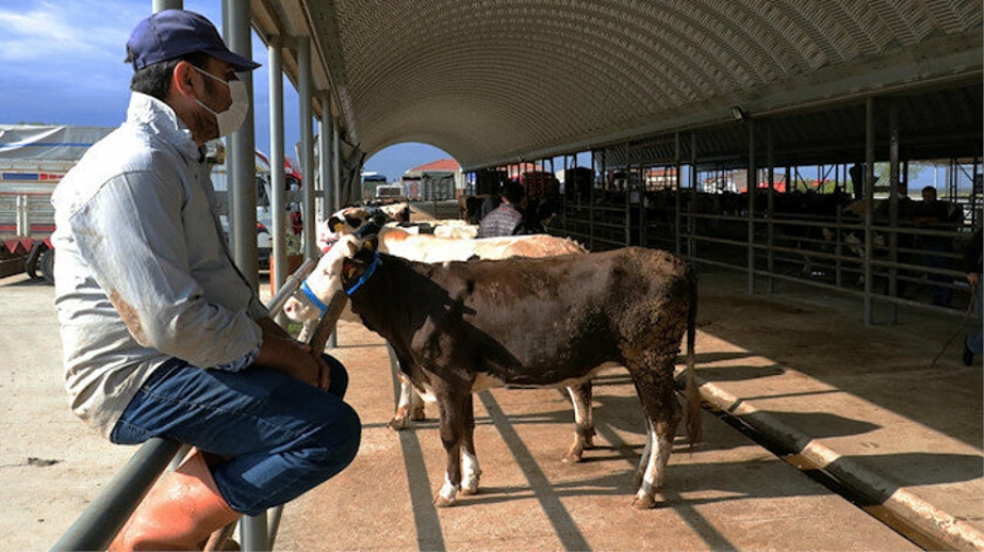 Kurban Kesimi İçin Randevu Sistemi Önerildi