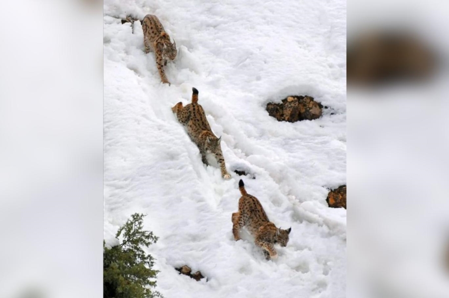 Nüfusu en az, yaban hayatı en canlı… Tunceli, Türkiye