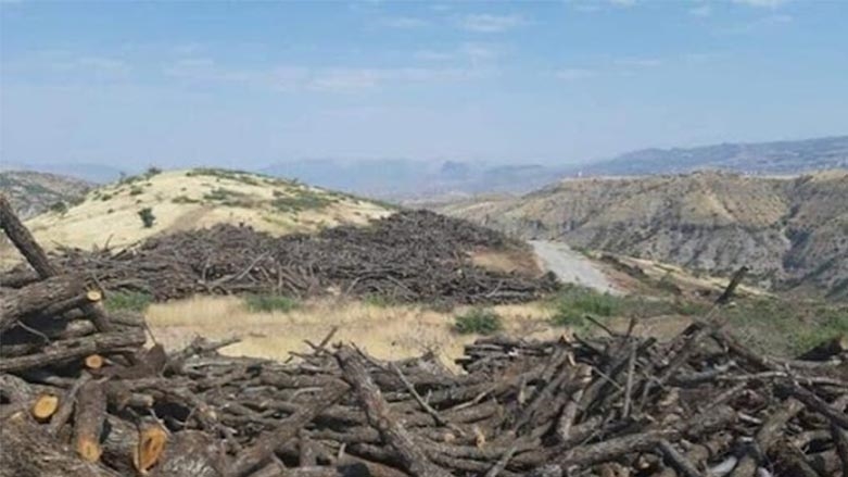 Şırnak’ta ağaç kesimi: ‘Bilinçli bir talan yaşanıyor’