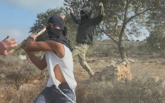 Zeytin hasadı yapan yaşlı Filistinli kadına İsrailli Yerleşimci terörü: Amerikalı aktivist an be an görüntüledi