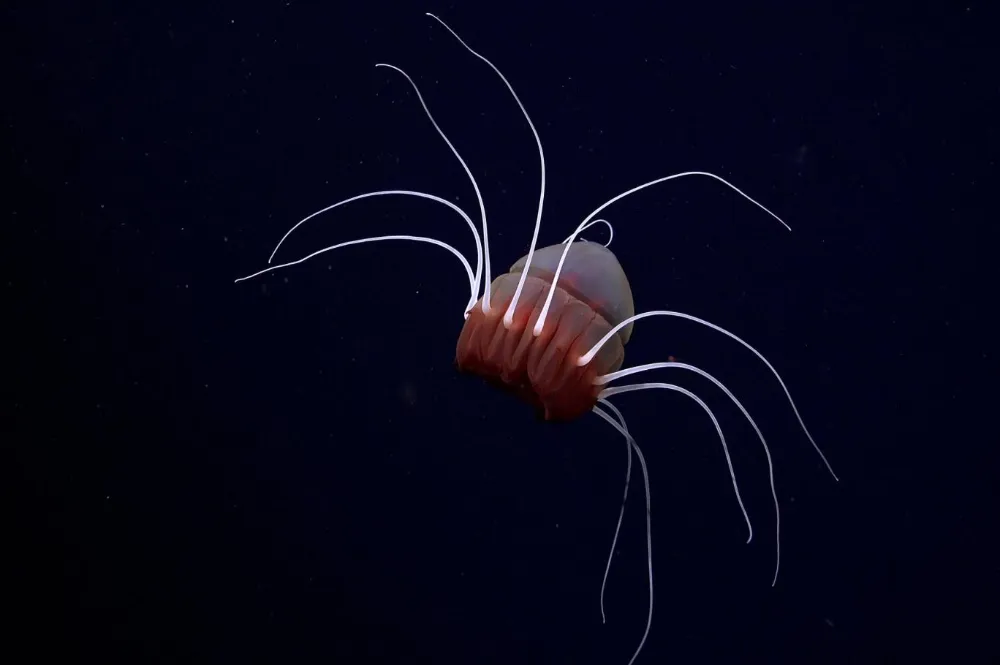 Antartika