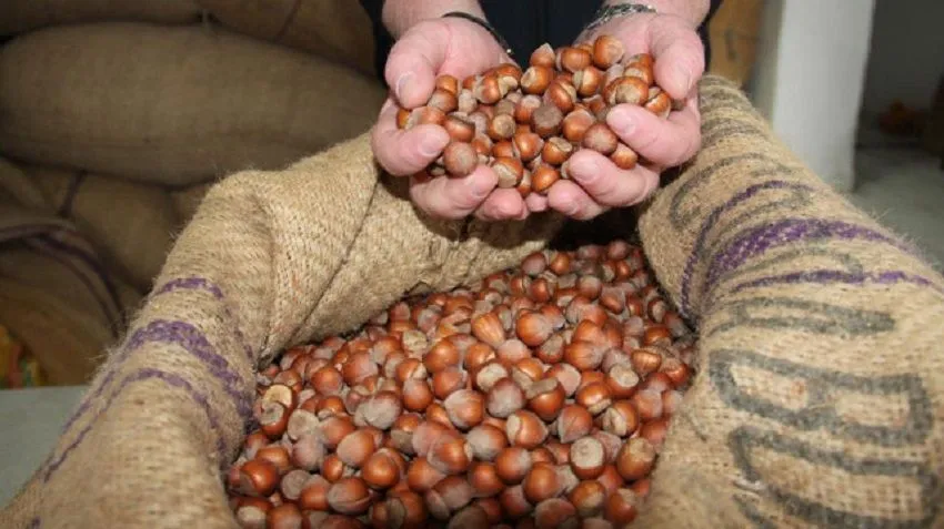 2025 fındık alım fiyatları belli oldu